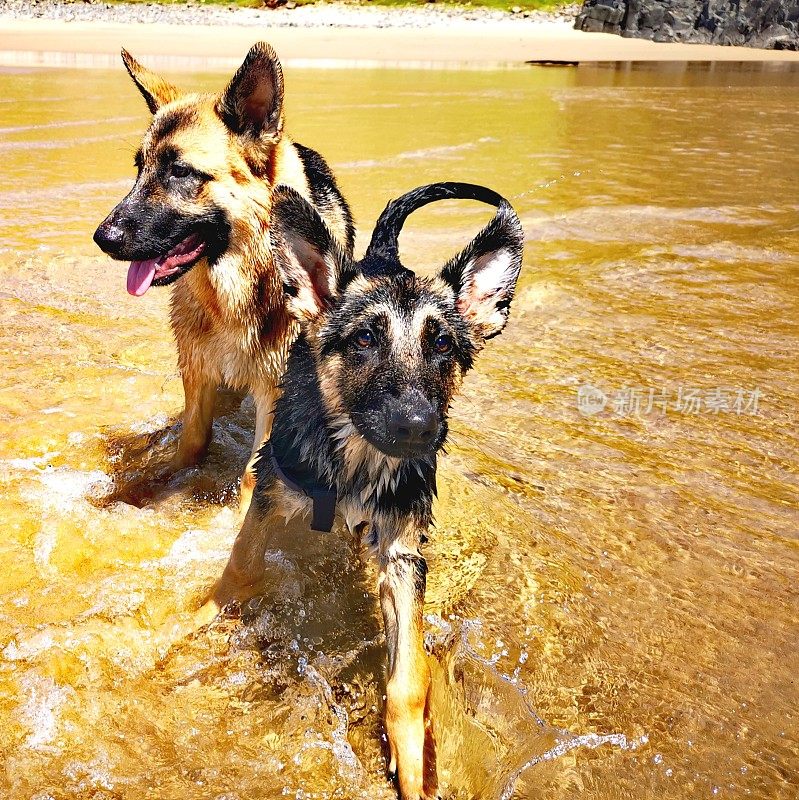 德国牧羊犬幼崽