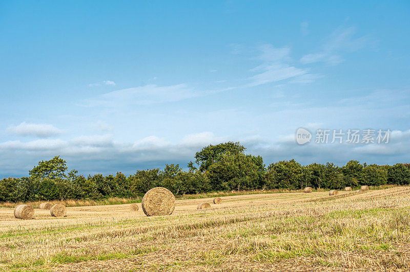 苏格兰庄稼收获后，田野里的稻草堆