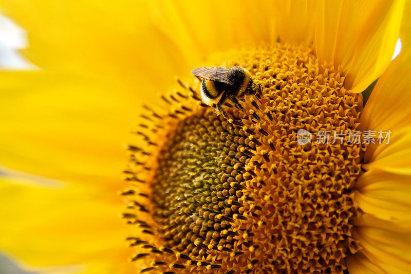 毛茸茸的大黄蜂在向日葵上收集花粉