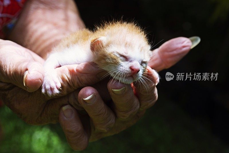 双手轻轻地抱着小猫。