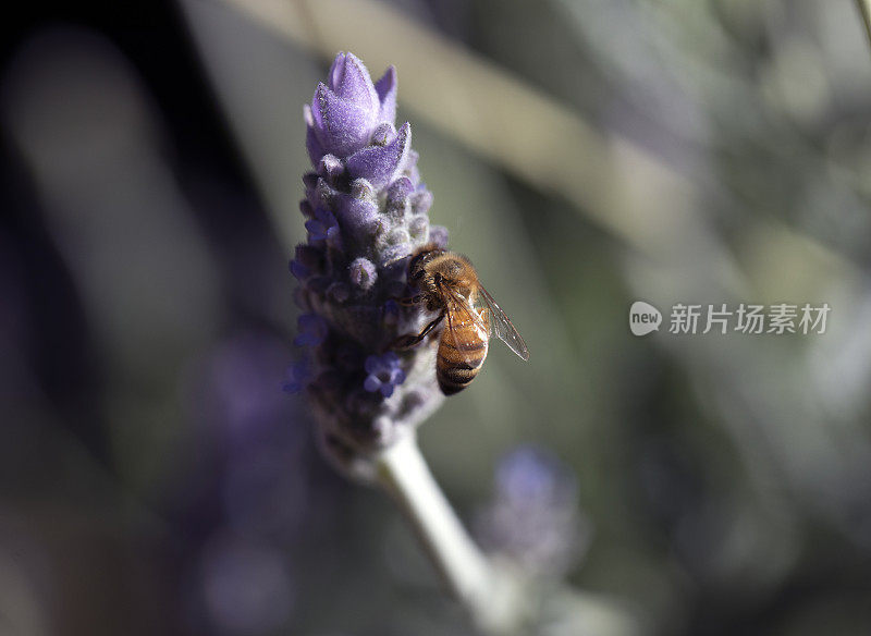 蜜蜂和薰衣草