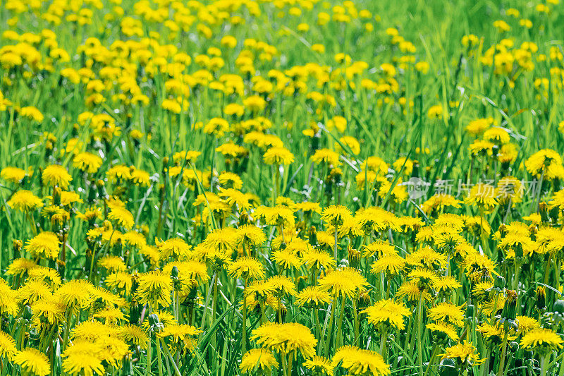 田野上的蒲公英。许多黄色的蒲公英在春天阳光明媚温暖的天气里在绿色的田野或草地上。