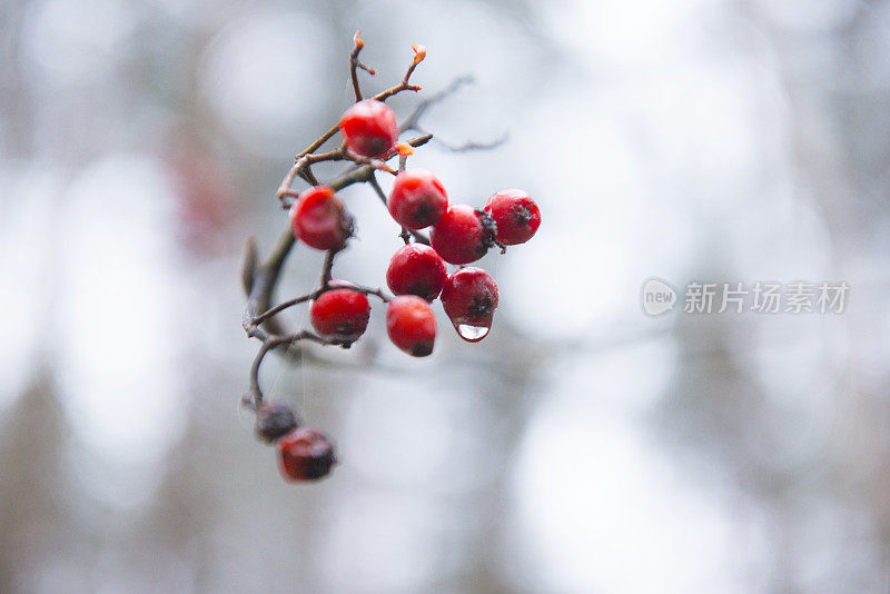 有红色浆果的森林山楂冬天干的树枝