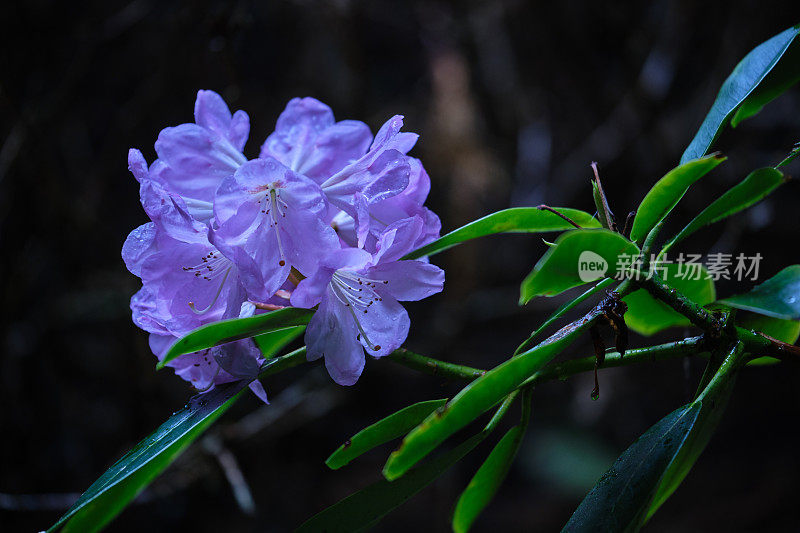 淡紫色的蓝色杜鹃花