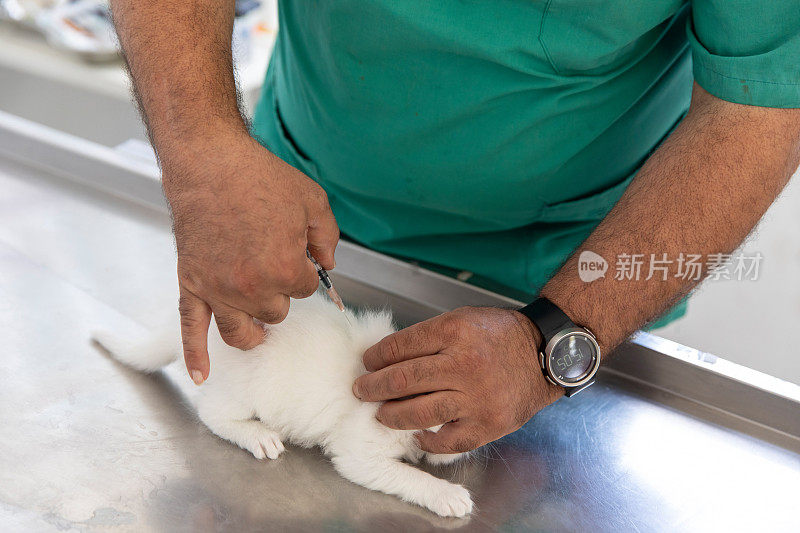 当兽医给猫接种疫苗时