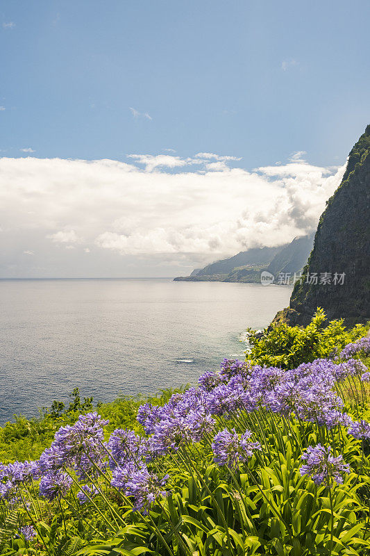 马德拉岛塞克斯海岸村庄前的尼罗河百合