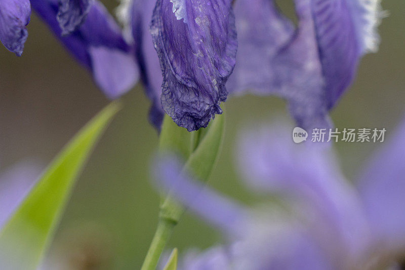 美丽的紫花蝴蝶花