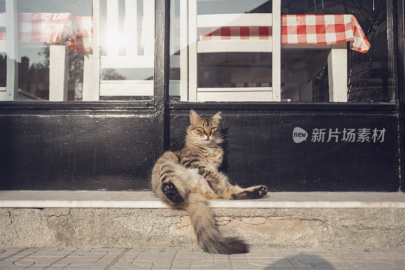 流浪猫坐在街上