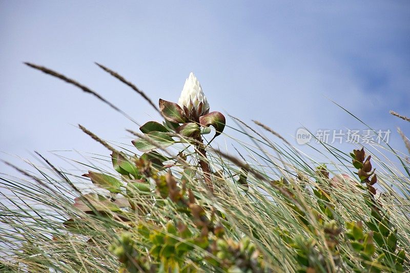美丽夺目的白色Protea花在自然界