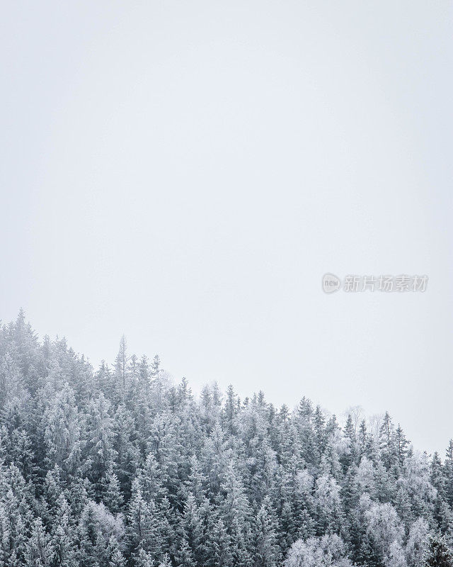 瑞典结霜的林木线