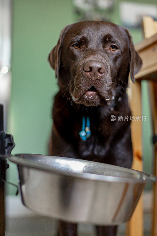 巧克力拉布拉多寻回犬1岁在家等待食物