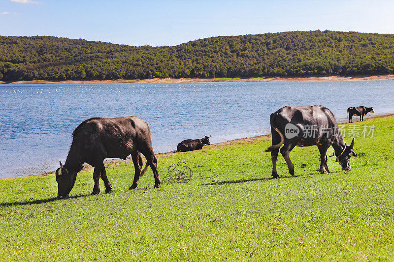 奶牛在湖边阳光明媚的牧场上吃草