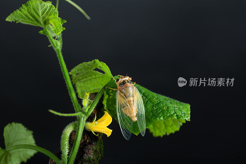 蝉羽化，金身绿翅