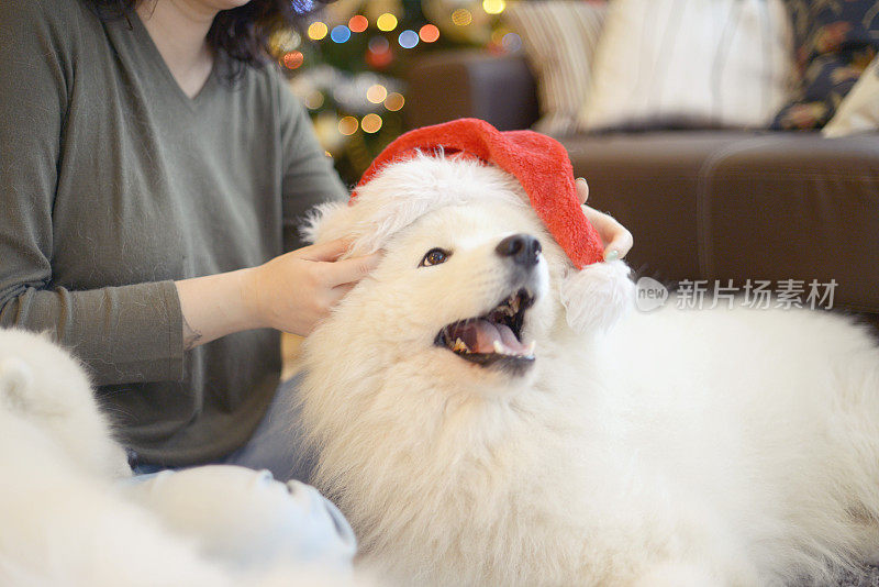 年轻女子在圣诞节室内与萨摩耶狗
