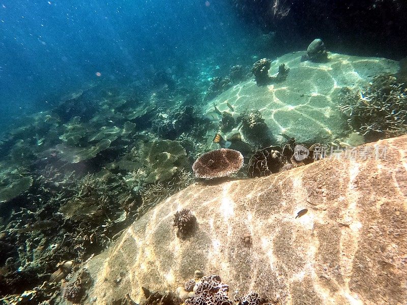 泰国古道海洋生物