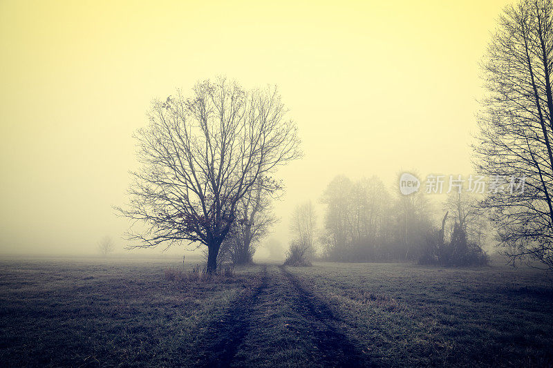 雾中的风景