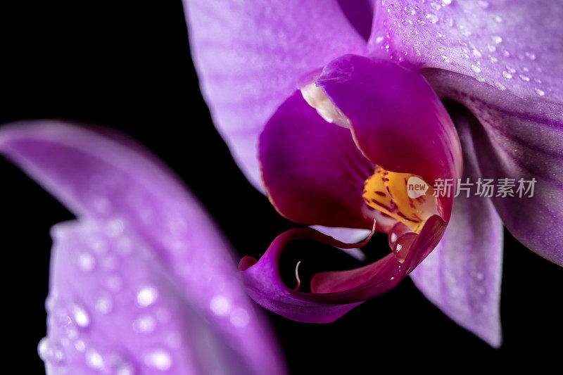 兰花花朵特写