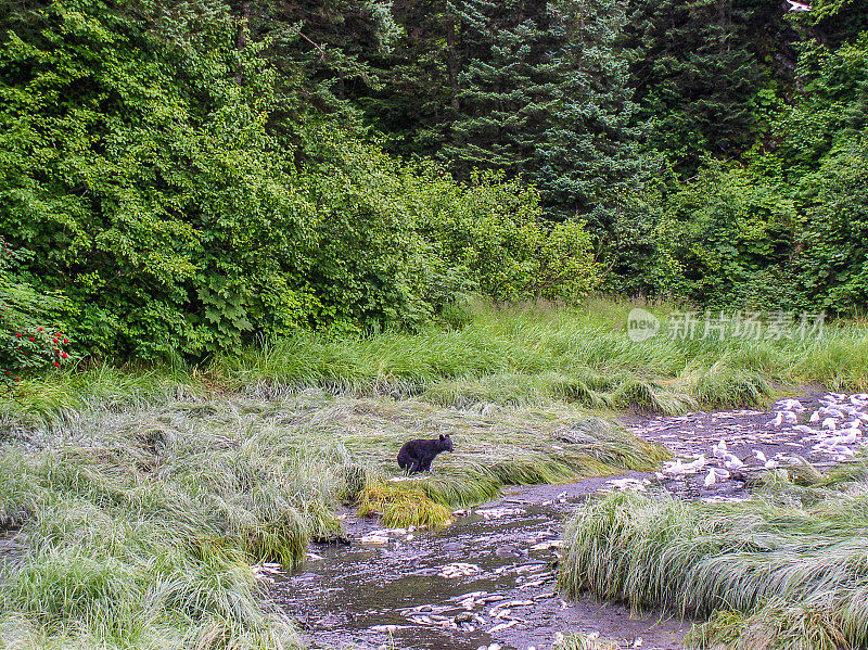 阿拉斯加小溪黑熊幼崽