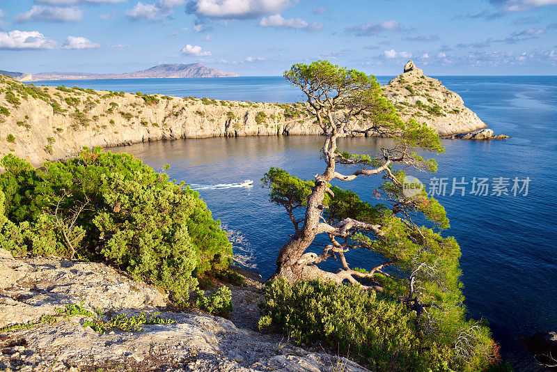 生长在岩石，蓝色的海和天空的老杜松树