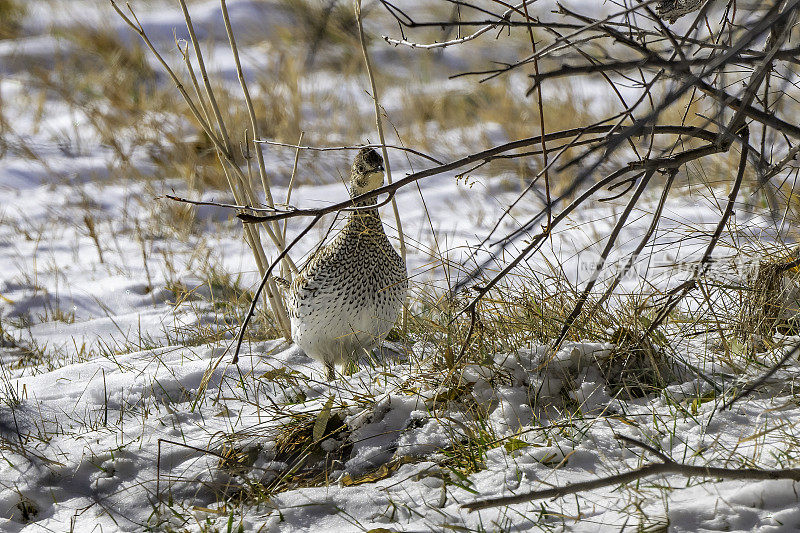 蒙大拿大草原上的尖尾松鸡