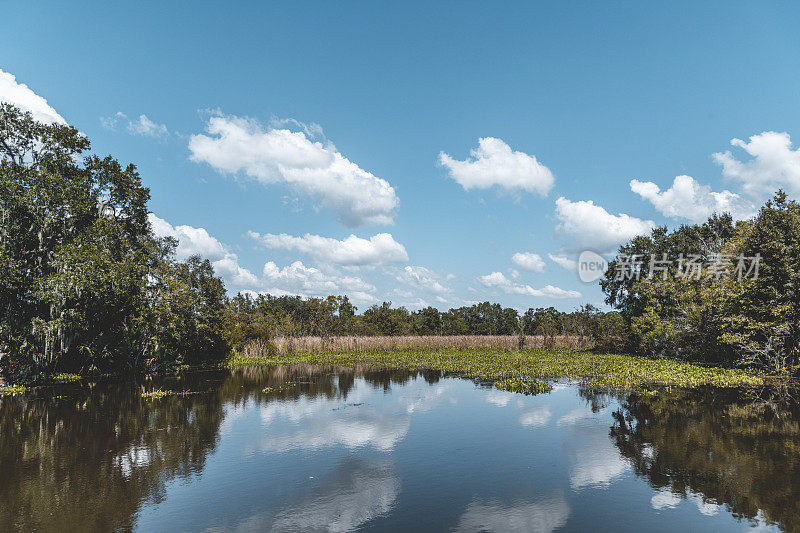 路易斯安那州的沼泽