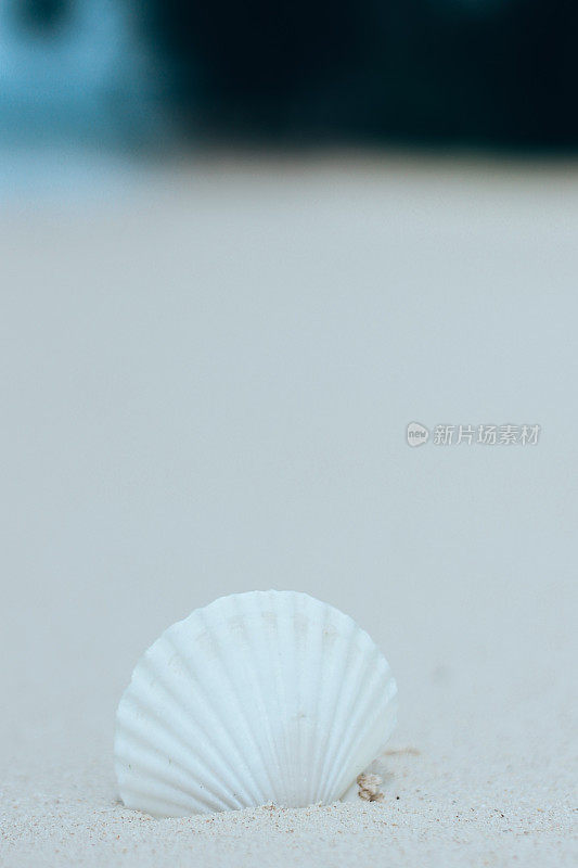 热带海滩，沙滩上有贝壳