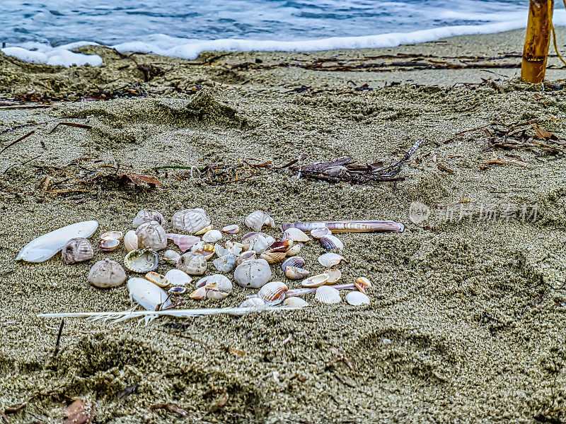 海边沙滩上的一大群贝壳。