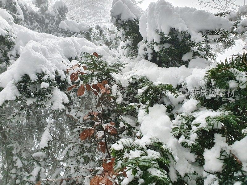 白雪覆盖的紫杉树枝