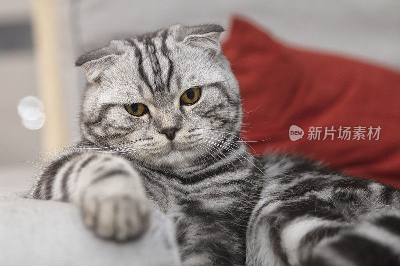 苏格兰折猫肖像看起来无聊