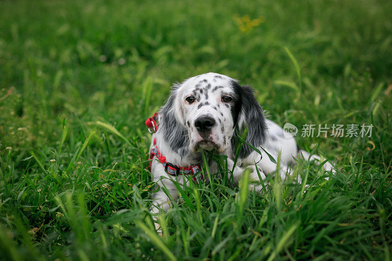 在草地上打猎或休息的英国赛特犬