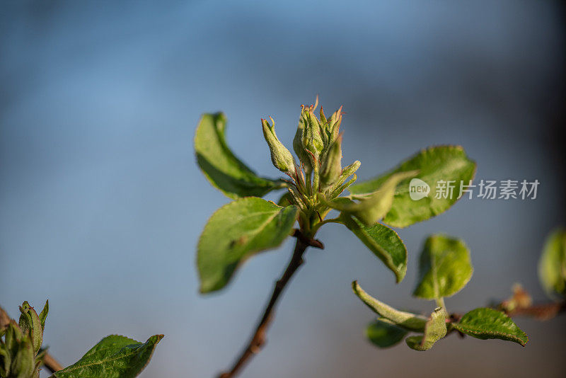 苹果花味蕾