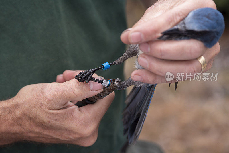 用钳子把追踪带固定在佛罗里达西丛鸦的腿上