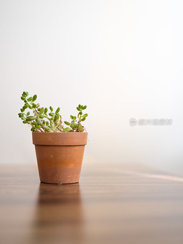 多肉植物小陶瓷花盆