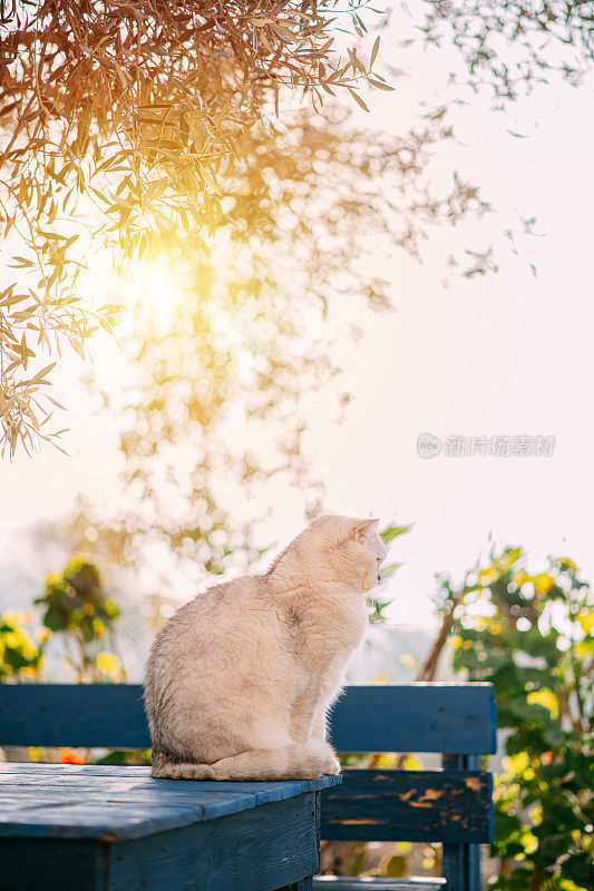 英国短毛猫躺在花园的桌子上