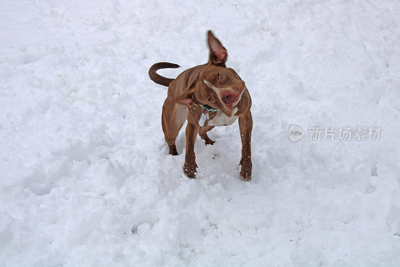 让斗牛犬在冬天外出