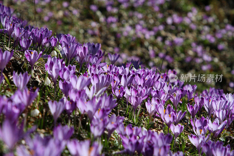 春天的紫色番红花田