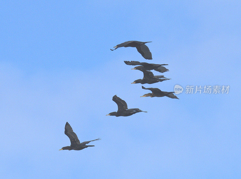 一小群新热带鸬鹚在智利南部海岸的深蓝色天空中飞翔