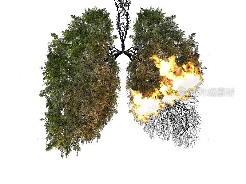 肺抽象轮廓