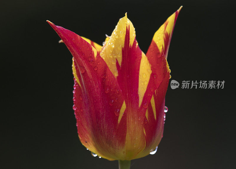 雨滴在黄色和红色的郁金香(郁金香烟花)花在黑暗的背景