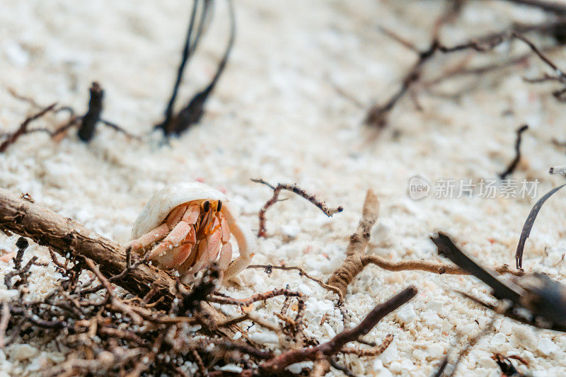 沙中的寄居蟹
