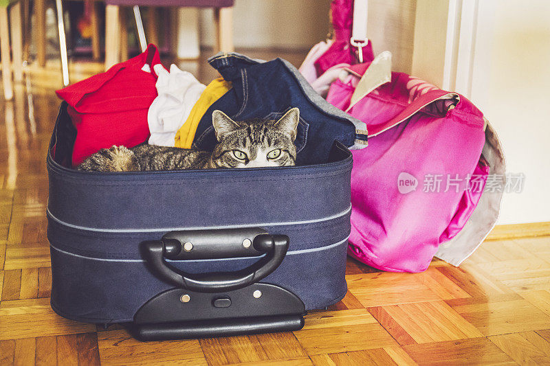 猫在行李箱里
