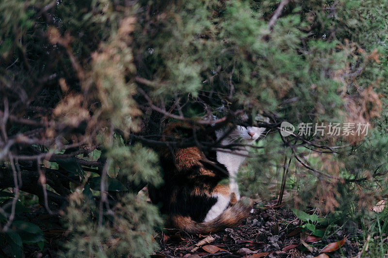 一只猫躲在一棵植物后面