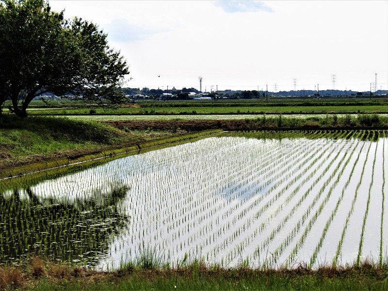 日本农村。的印象。