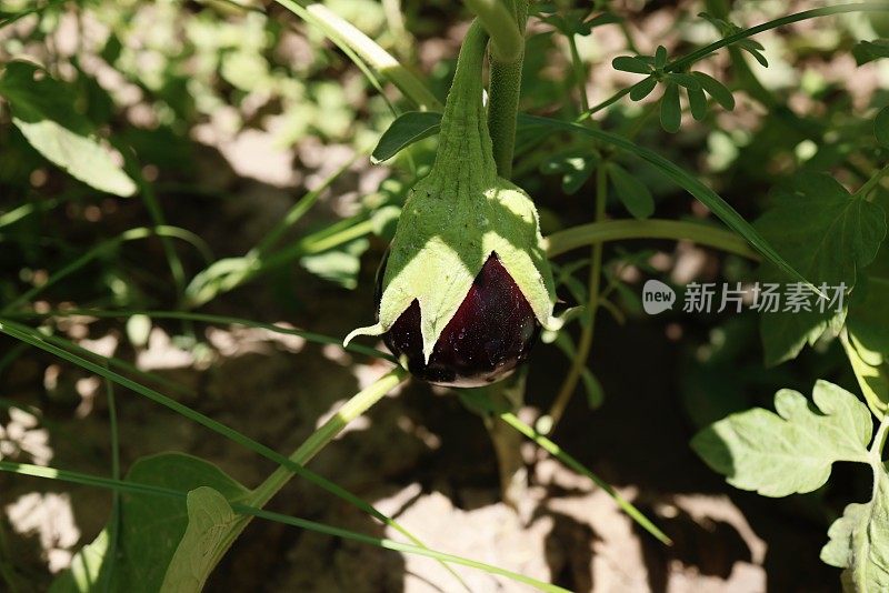 花园里成熟的茄子