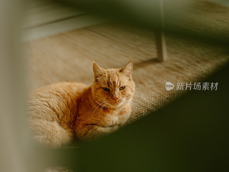 可爱的姜猫在家里休息