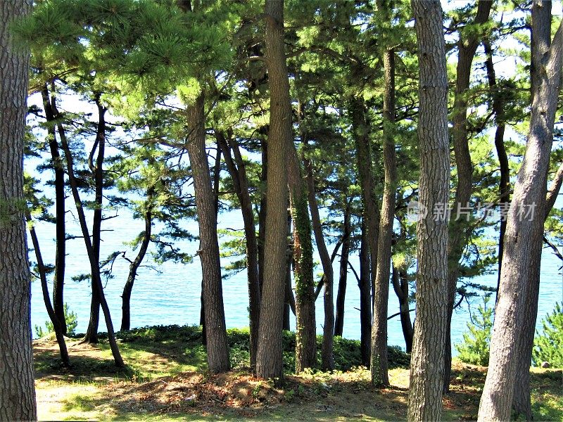 日本。阳光明媚的夏天的一天。海边的松树。