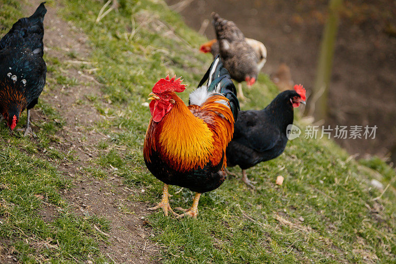 靠近一只鸡冠鲜红的公鸡和母鸡，斑驳的黄黑喙，橙黄色闪亮的棕色羽毛，蓝黑色的尾巴羽毛在绿色的草地上啄食，鸡在乡村，乡村