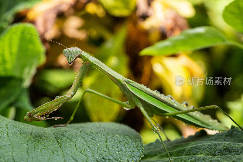 捕食螳螂