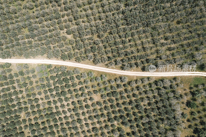 空中橄榄园路