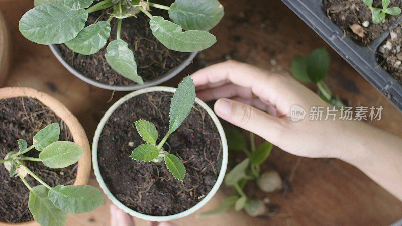 年轻女子把绿色的幼苗种植在新鲜的土壤里。她喜欢在后院休息。